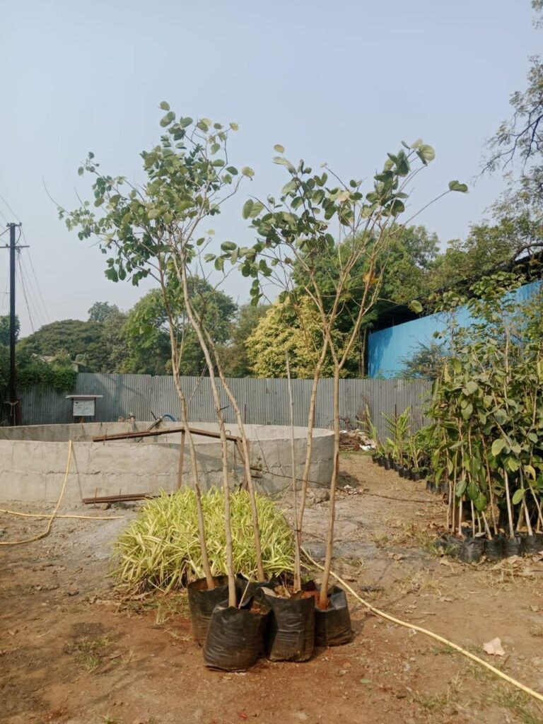 WhatsApp Image 2026-04-10 at 3.12.09 PM (12)